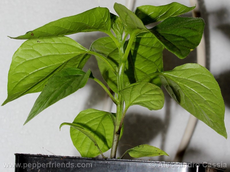 aji-verde_001_pianta_04.jpg