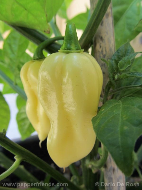 fatalii-white_001_frutto_02.jpg