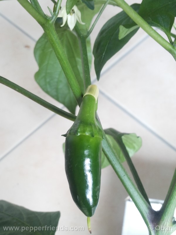 jalapeno-tajin_001_frutto_02.jpg