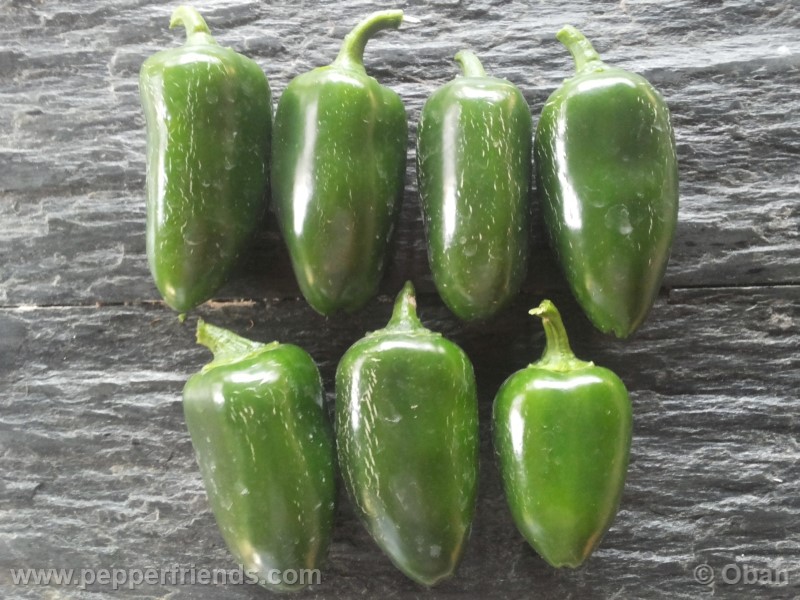 jalapeno-tajin_001_frutto_07.jpg