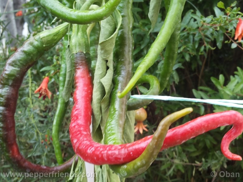 joeslong-cayenne_001_frutto_05.jpg