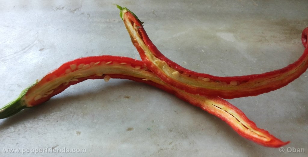 joeslong-cayenne_001_frutto_10.jpg