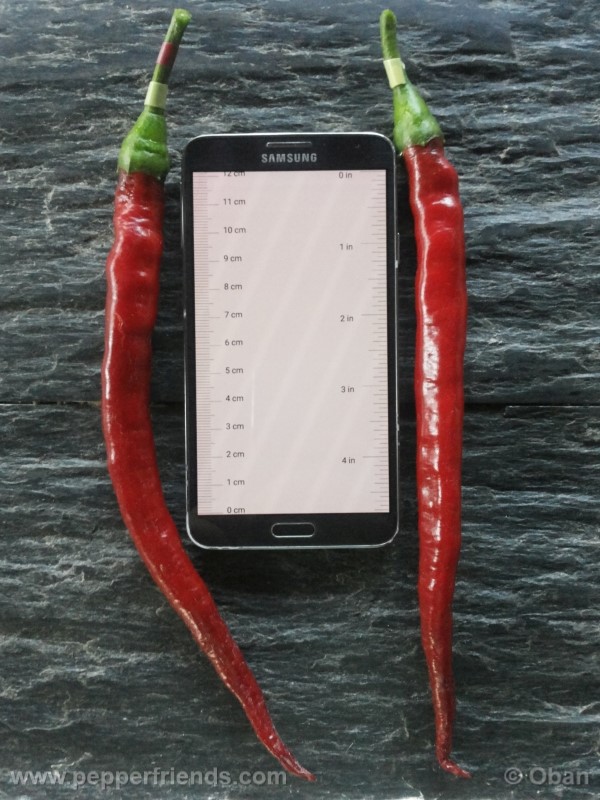 joeslong-cayenne_002_frutto_11.jpg