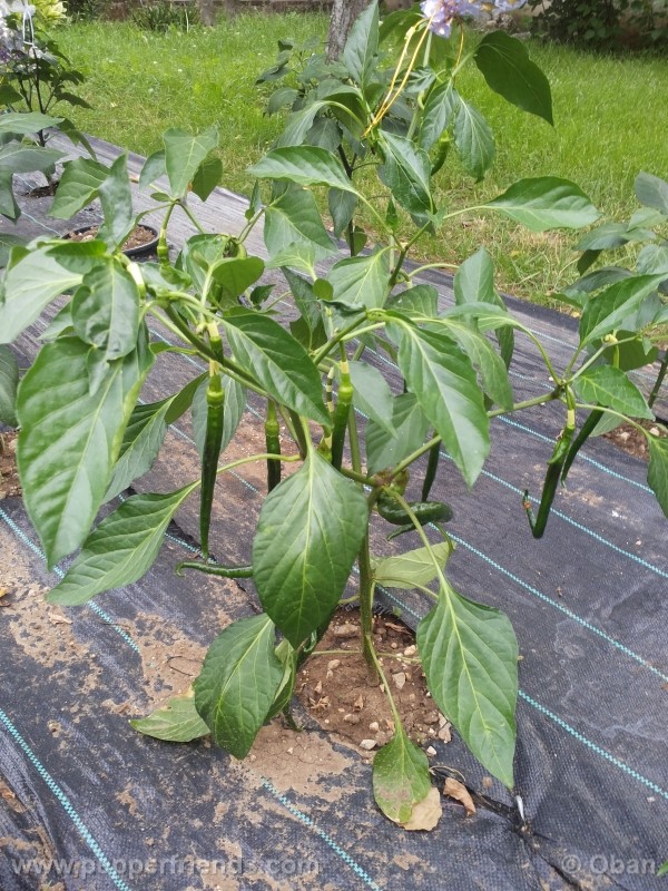 joeslong-cayenne_002_pianta_18.jpg