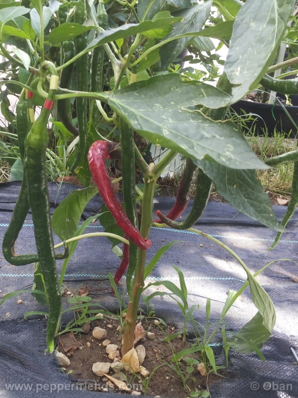 joeslong-cayenne_002_pianta_24.jpg