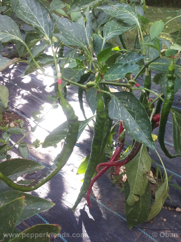 joeslong-cayenne_002_pianta_26.jpg