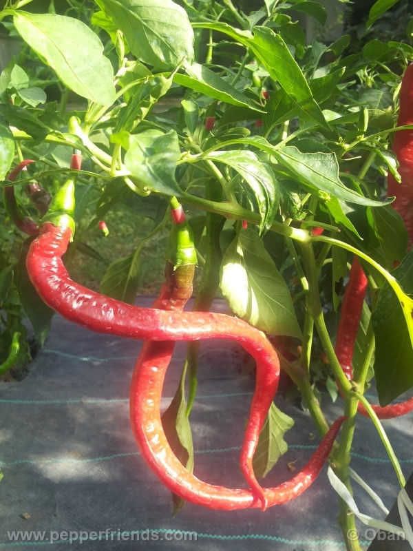 joeslong-cayenne_002_pianta_40.jpg