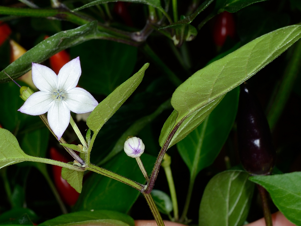 fruttoscurofiorebordato.jpg