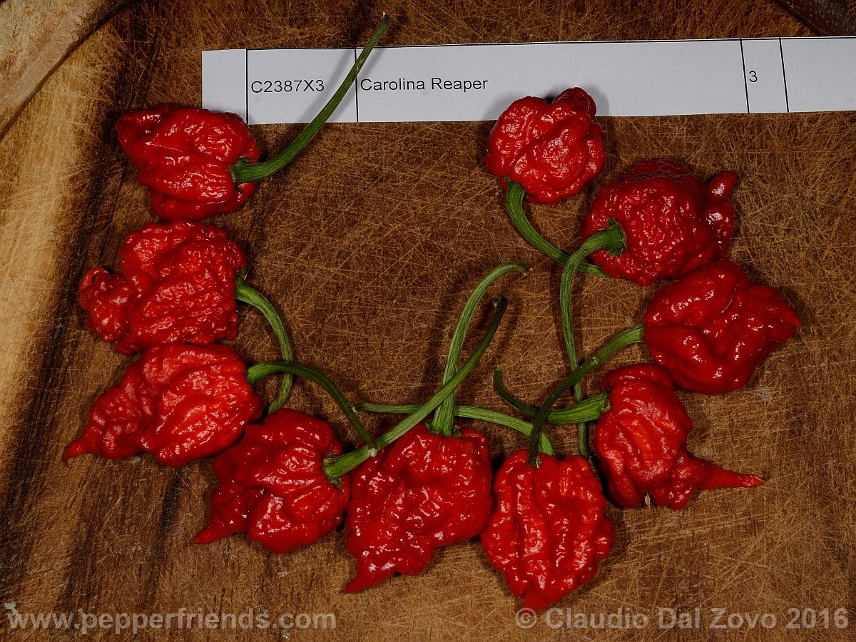 carolinareaper.jpg