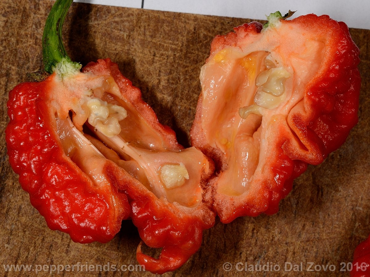 carolinareaper2.jpg