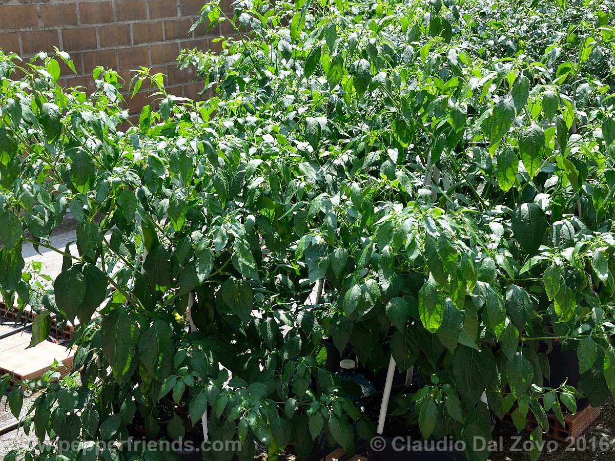 piantebaccatums.jpg