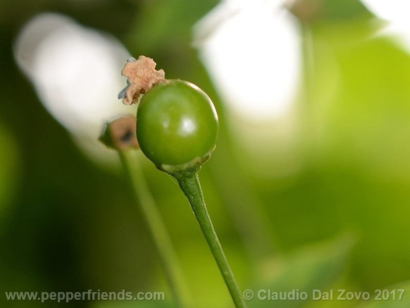 chiltepinamarillo1.jpg