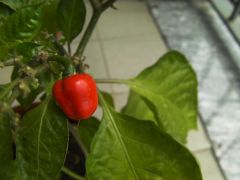 habanero white giant