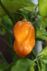 20120817 Habanero orange