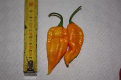 20120823 Fatalii yellow