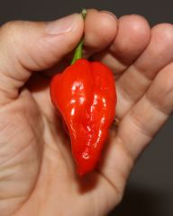 20130915 Fatalii Red