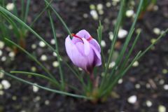 20121117 Crocus sativus (2)