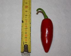 20120823 Jalapeno