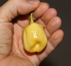 20130915 Habanero White Giant