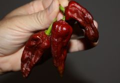 20130915 Tris di Bhut Jolokia Chocolate