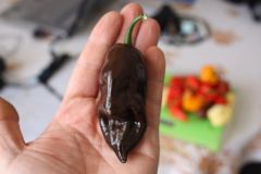 20130816 Habanero Choco Long