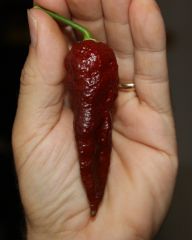 20130907 Bhut Jolokia Chocolate