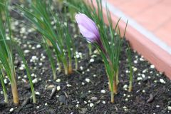 20121117 Crocus sativus