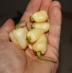 20130915 Fatalii White