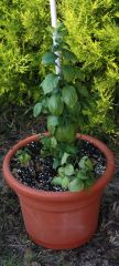 20130613 Capsicum ciliatum