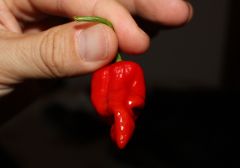 20130831 Trinidad Scorpion Butch T