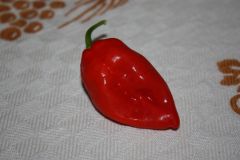 20130806 Fatalii Red (2)