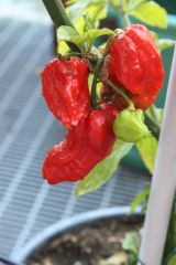 20120730 Naga Morich