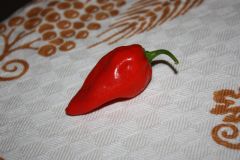 20130806 Fatalii Red