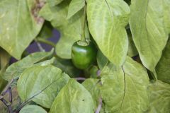 20120817 Rocoto rosso acerbo