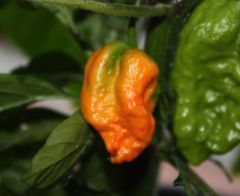 20120704 Naga Morich in maturazione