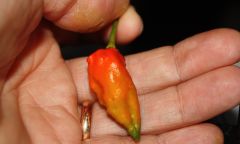 Last Naga Morich