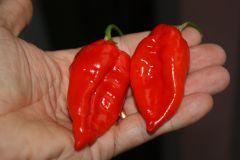 20130808 Fatalii Red