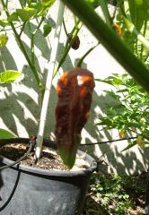 20130816 Bhut Jolokia Chocolate In maturazione