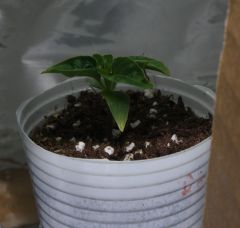 Naga Morich 11.02.2012