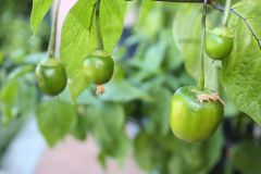 20120826 Piccoli rocoto rosso crescono