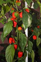 20120730 Naga Morich