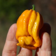 20130804 Habanero Mustard scorpionizzato