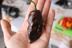 20130816 Habanero Choco Long (2)