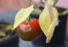 20121117 Rocoto rosso In maturazione