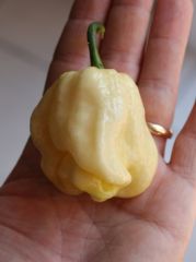 20130811 Habanero White Giant