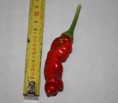 20120823 Peter pepper