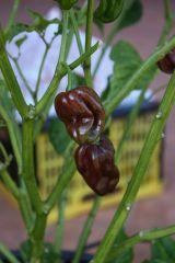 20120817 Habanero Chocolate