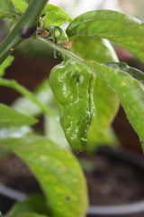 20120620 Naga Morich