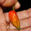 Last Naga Morich