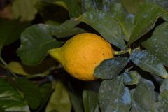 Limone Varietà A